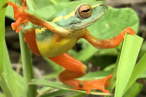 Yellow-striped Reed Frog