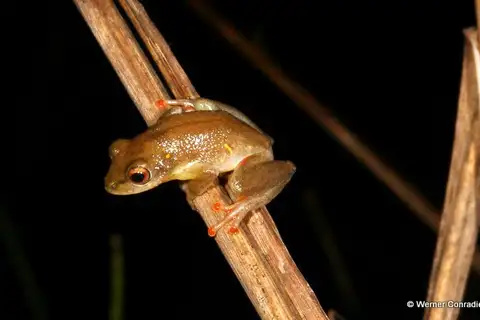 Yellow-spotted Reed Frog
