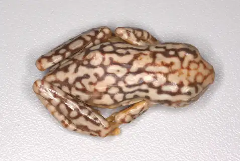 Mainland Reed Frog