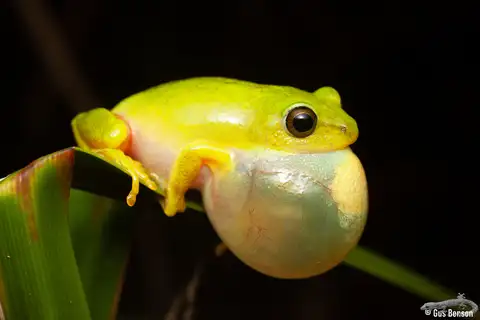 Tinker Reed Frog