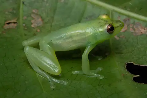Watson's Reed Frog