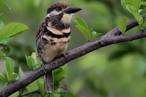 Two-banded Puffbird