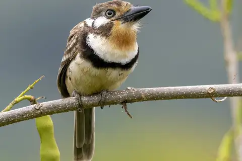 Russet-throated Puffbird