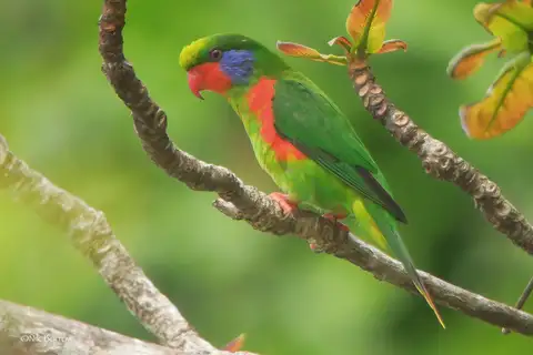 Red-flanked Lorikeet