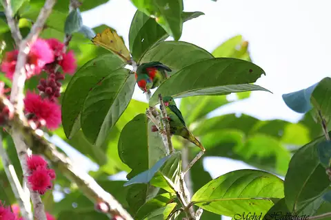 Red-fronted Lorikeet