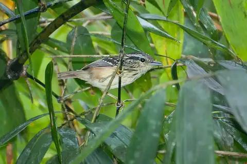 Guianan Warbling Antbird