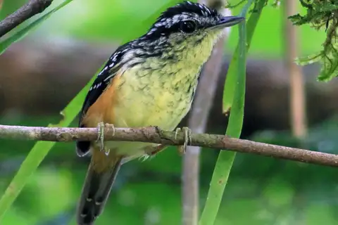 Imeri Warbling Antbird