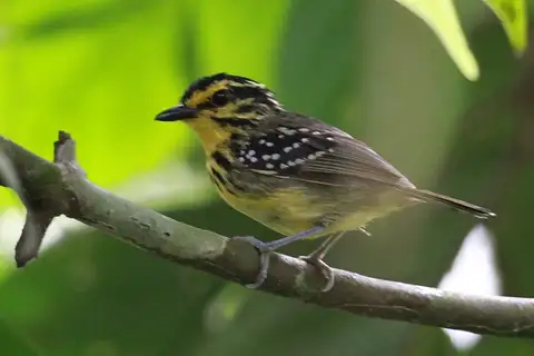 Yellow-browed Antbird
