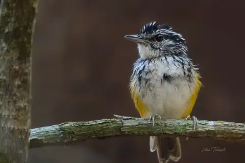 Rondonia Warbling Antbird