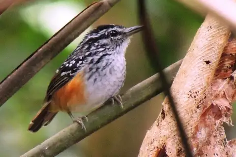 Peruvian Warbling Antbird
