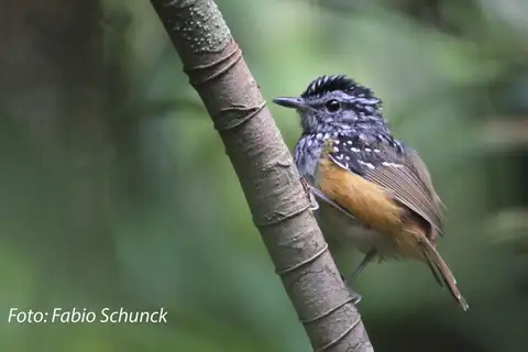 Manicore Warbling Antbird