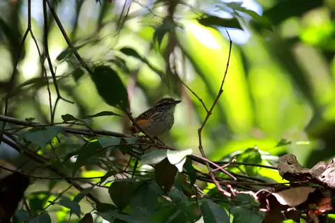Spix's Warbling Antbird