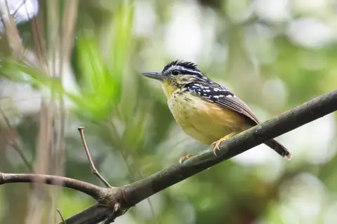 Yellow-breasted Warbling Antbird