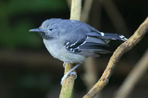 Band-tailed Antbird