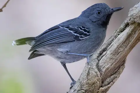 Black-chinned Antbird
