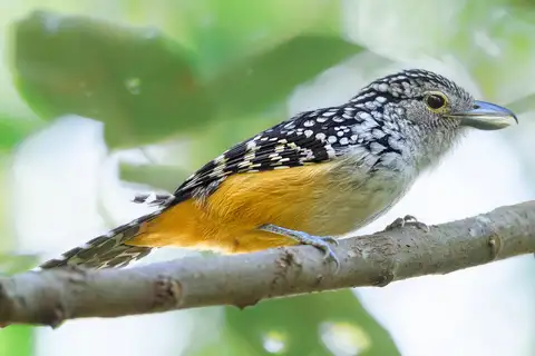 Spot-backed Antshrike