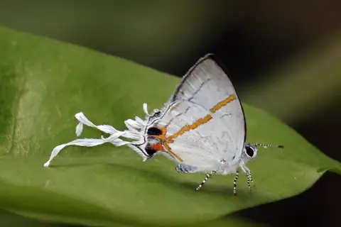 Fairy Hairstreak