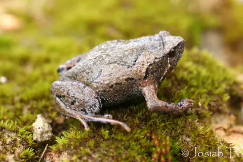 Montane Sheep Frog