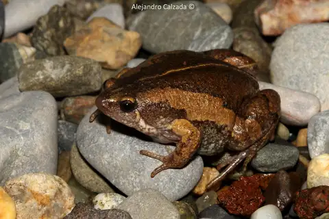 Two-spaded Narrow-mouthed Toad
