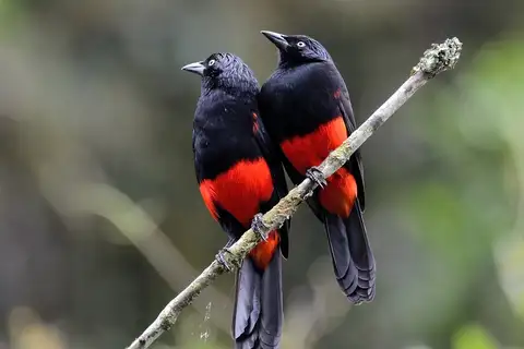 Red-bellied Grackle