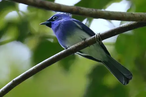 Short-crested Monarch