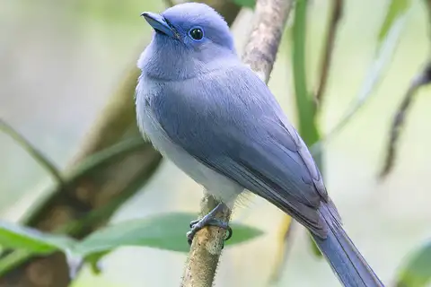 Pale-blue Monarch