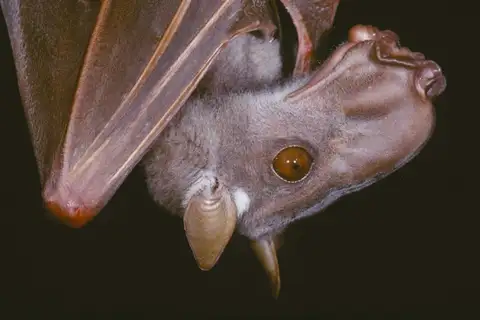 Hammer-headed Fruit Bat