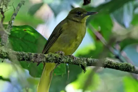 Seram Golden Bulbul