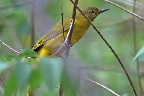 Togian Golden Bulbul