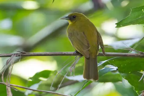 Halmahera Golden Bulbul
