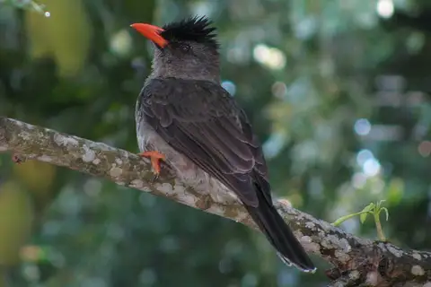 Seychelles Bulbul