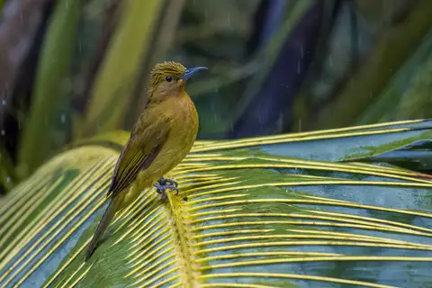 Yellowish Bulbul