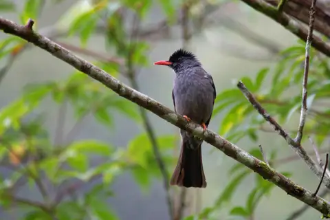 Square-tailed Bulbul