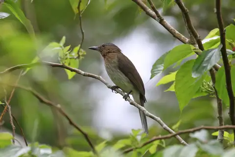 Visayan Bulbul