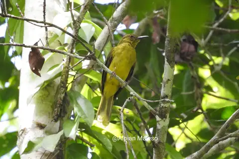 Banggai Golden Bulbul