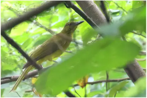 Sula Golden Bulbul