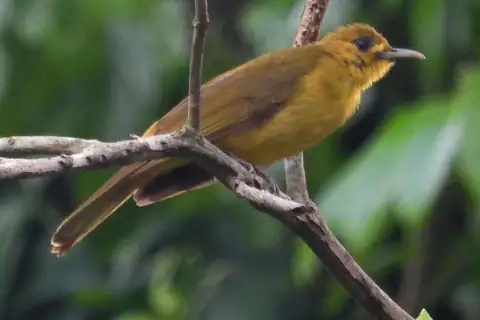 Obi Golden Bulbul