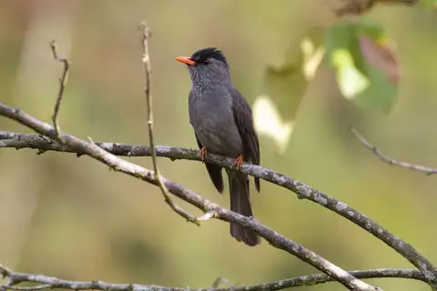 Malagasy Bulbul
