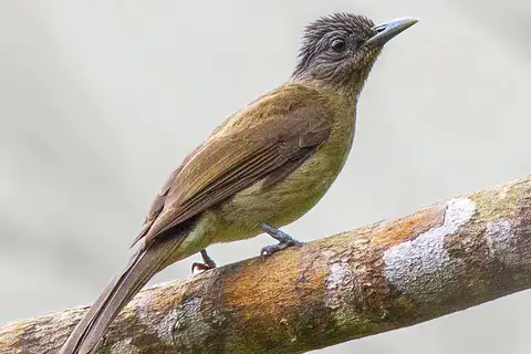 Mindoro Bulbul