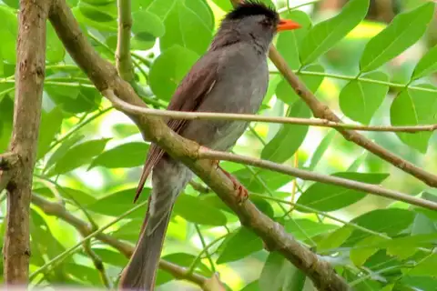 Moheli Bulbul