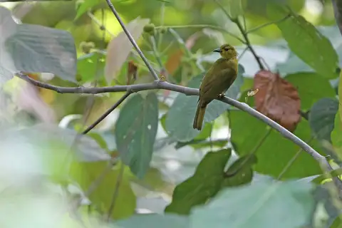 Buru Golden Bulbul