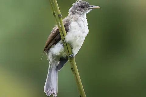 Nicobar Bulbul