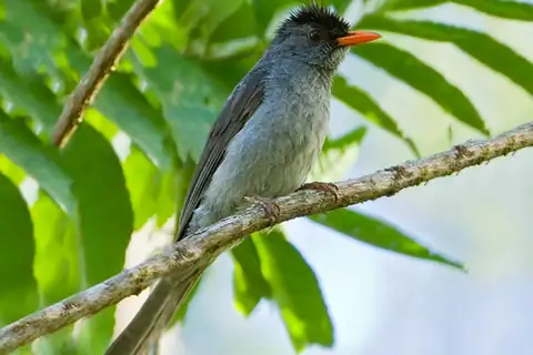 Grande Comore Bulbul