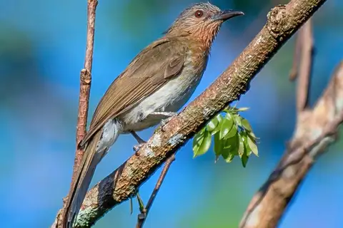 Philippine Bulbul