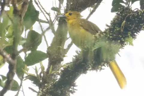 Sangihe Golden Bulbul