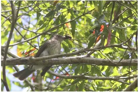 Streak-breasted Bulbul