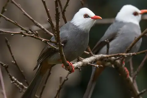 White-headed Bulbul