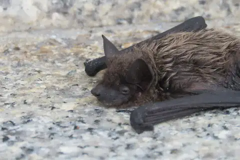 Alashanian Pipistrelle