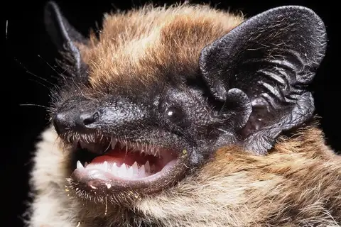 Savi's Pipistrelle