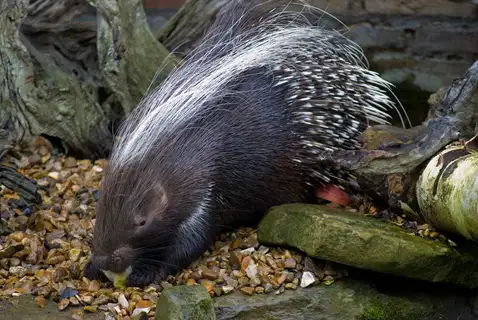 Crested Porcupine